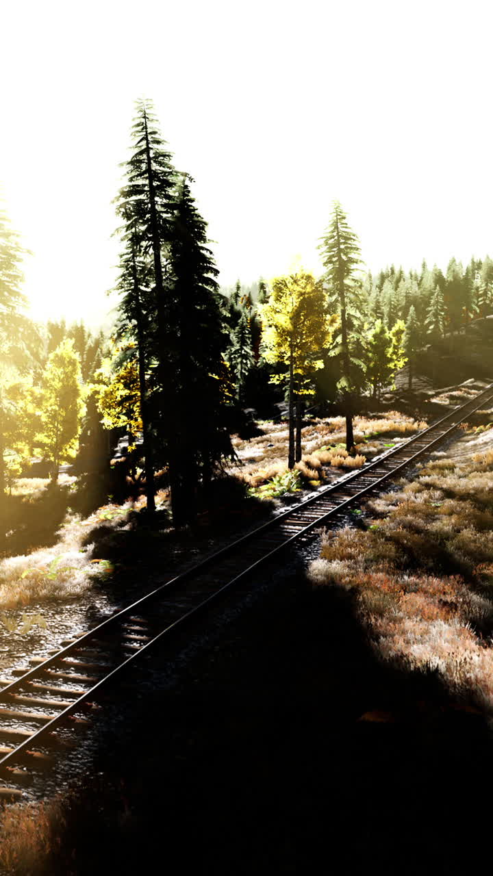 숲 속 의 철도 트랙 에 있는 나무 들 을 통해 빛나는 빛