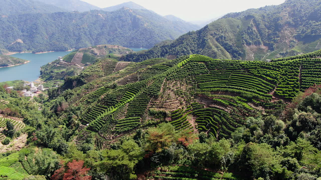 산에 있는 차 농장 테라스