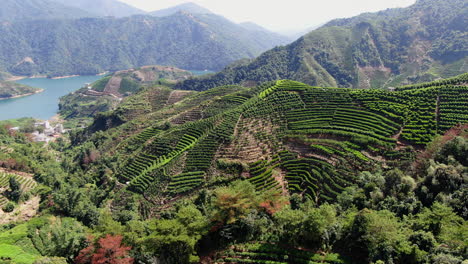terrazas de plantaciones de té en las montañas