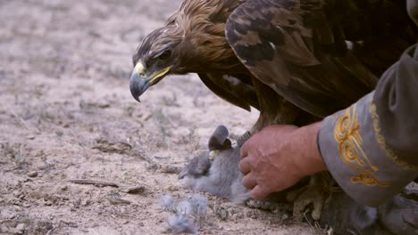 águila cazadora comiendo conejo