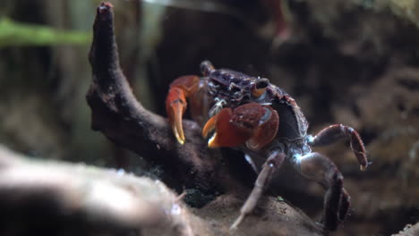 cangrejo de garra roja recoge detritos de la madera muerta y frota las piernas juntas