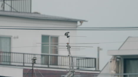 bulbul de orejas marrones acicalándose en una antena en la azotea de una casa en tokio, japón