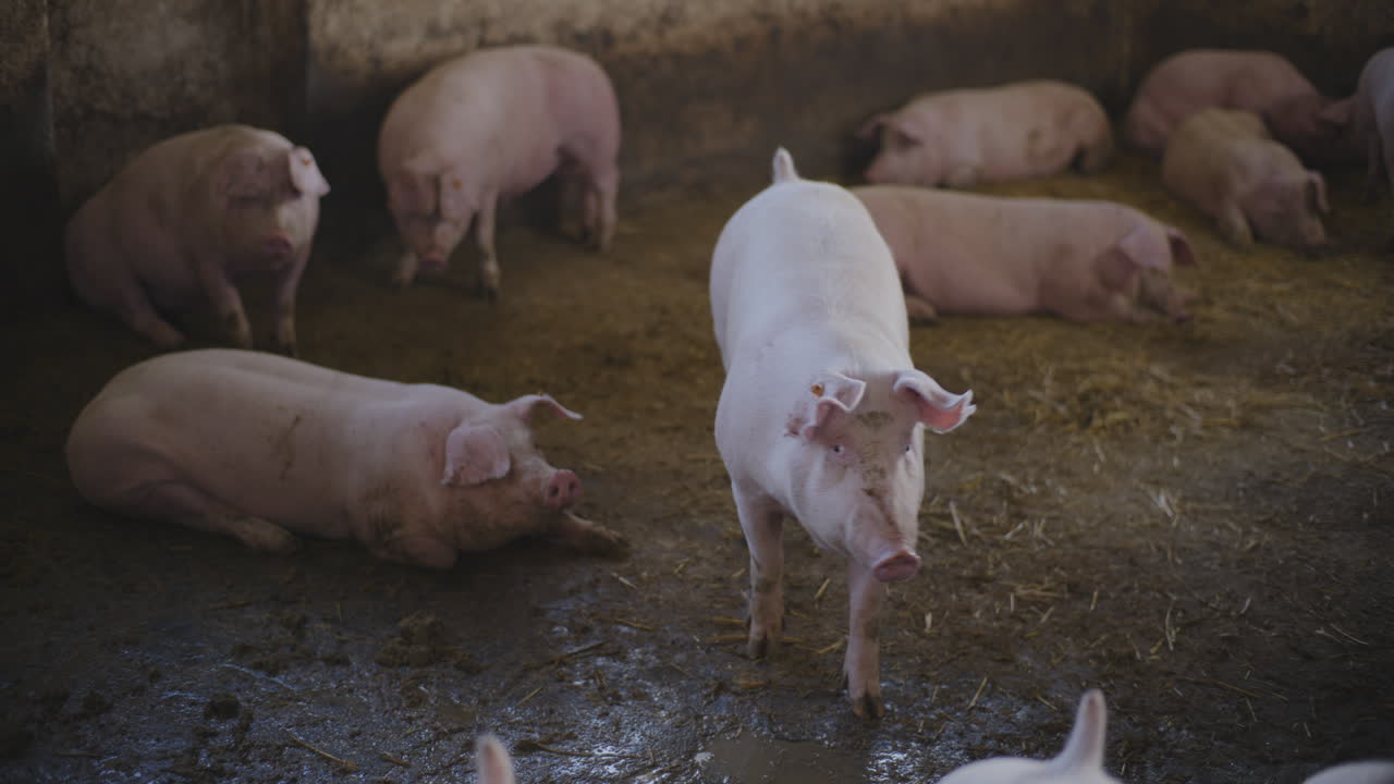 свиньи в фермерском загоне