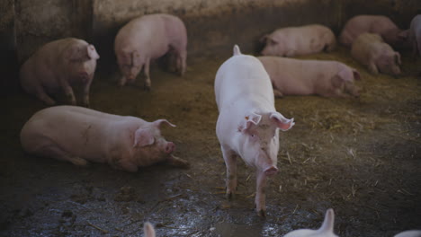 pigs in a farm pen