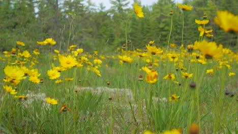 medium of wild lanceleaf tickseed flowers in gentle breeze, glide right