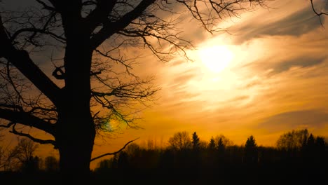 Gran-Silueta-De-Sombra-De-Roble-Durante-El-Cielo-Saturado-Del-Atardecer-Surrealista,-Letonia