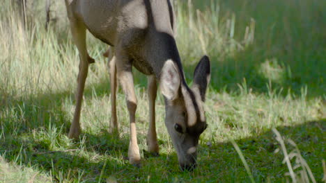 mule deer grazing up close on tall grass