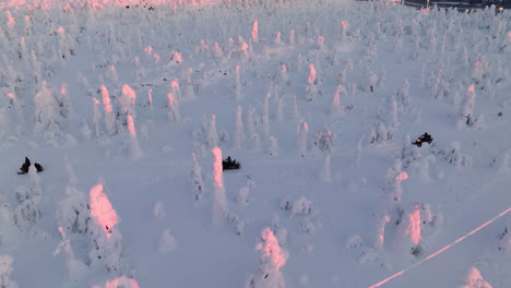 vista aérea rastreando motos de nieve que conducen entre árboles nevados, amanecer en laplandia