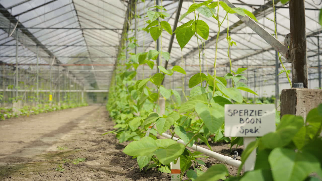네덜란드 온실 에서 자연적으로 자라는 큰 콩 식물 들 사이 에 있는 네덜란드 이름판