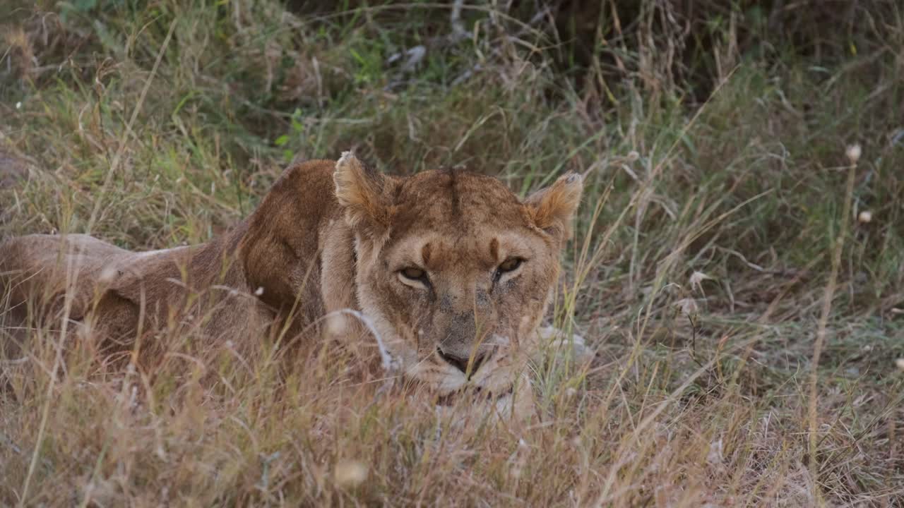 Lions resting in Ol Pejeta, Kenya. Handheld shots