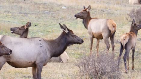 rebaño de hembras de alces salvajes masticando hierba mientras están de pie en un prado en el parque nacional de las montañas rocosas, colorado