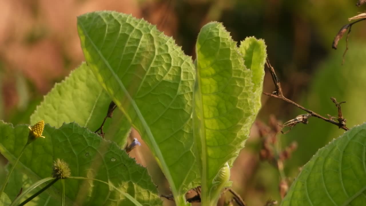 hermosa hoja verde en el suelo