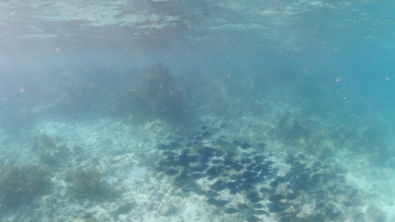 vista lateral de una gran escuela de blue tang en las islas vírgenes británicas