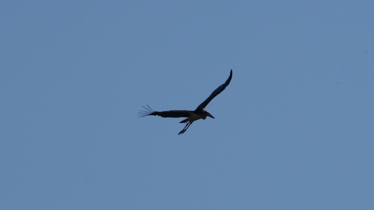 Una cicogna minore che si libra nel cielo azzurro e limpido.