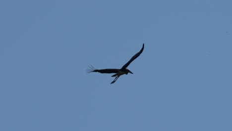 A-lesser-adjutant-stork-soaring-in-the-bright-blue-sky