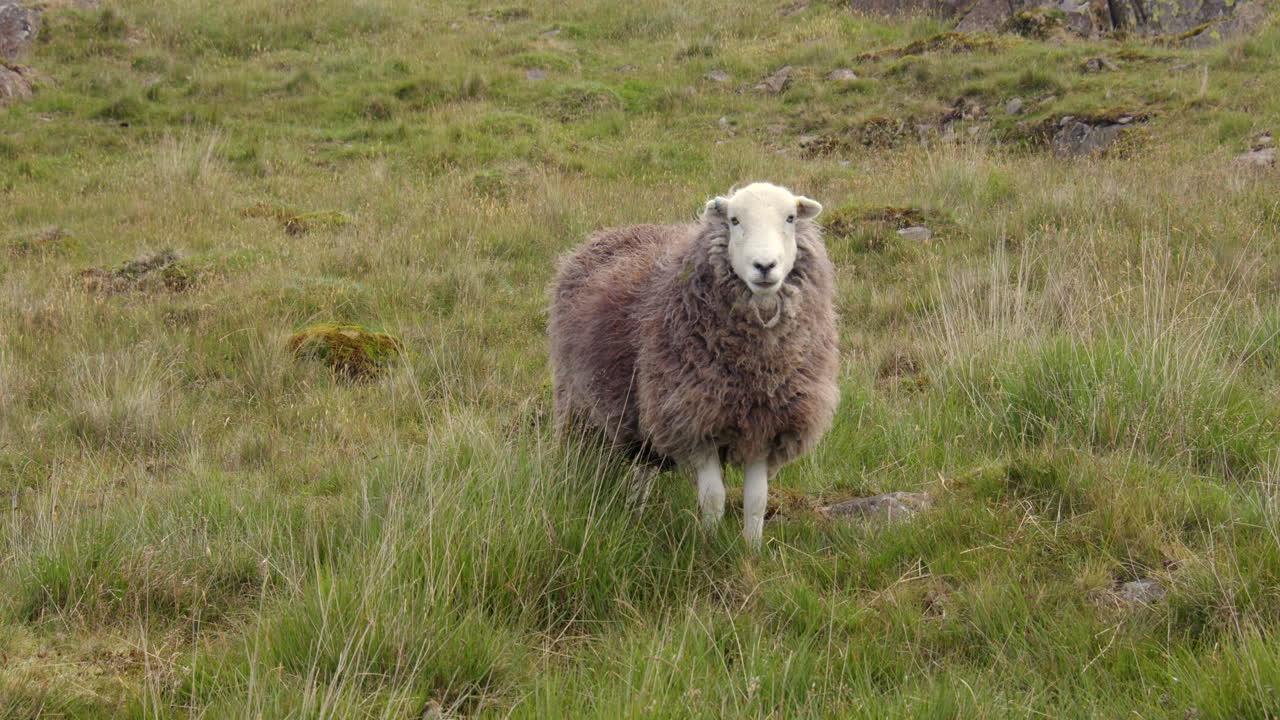 Plano general de una oveja mirando a la cámara en Kelly Hall Tarn, una pequeña laguna cerca de Coniston Water, en Torver Back Common