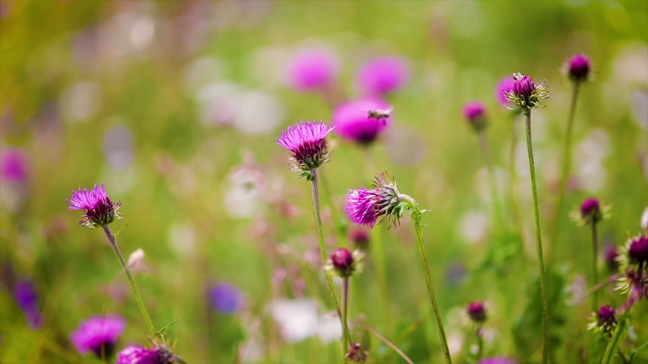 la avispa recoge el néctar de las flores del cardo lechoso en los prados alpinos.