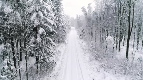 drone view of winter forest with a footpath