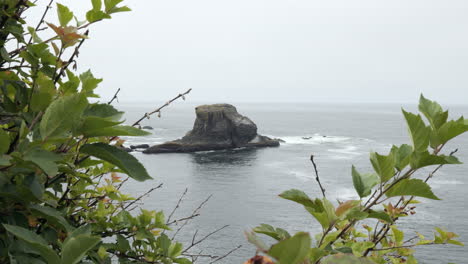 view of ocean sea stack formation from behind green tree foliage