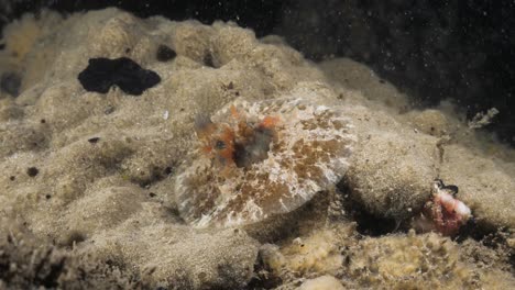 Marine-science-observation-of-the-sea-snail-species-Velutinid-and-black-Flatworm-spotted-on-a-scuba-dive