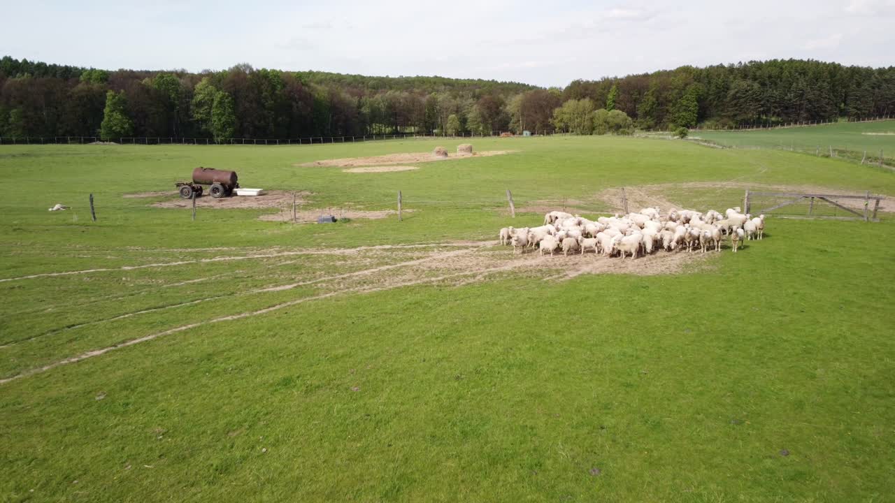 Luftfoto som senker seg mot grønne beitemarker med saueflokker som samles ved en gjerdeport i Krkonoše-fjellene, en fredelig landlig scene