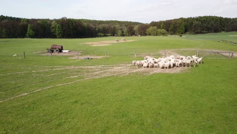 aerial descend to green pastures with sheep herds gathering at fence gate in krkonose mountains, peaceful rural scene