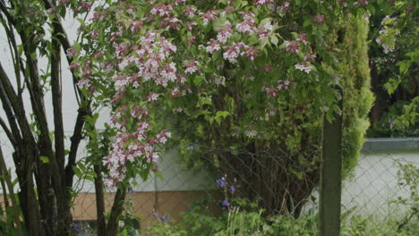 plano general de un árbol pequeño con flores moradas moviéndose en el viento