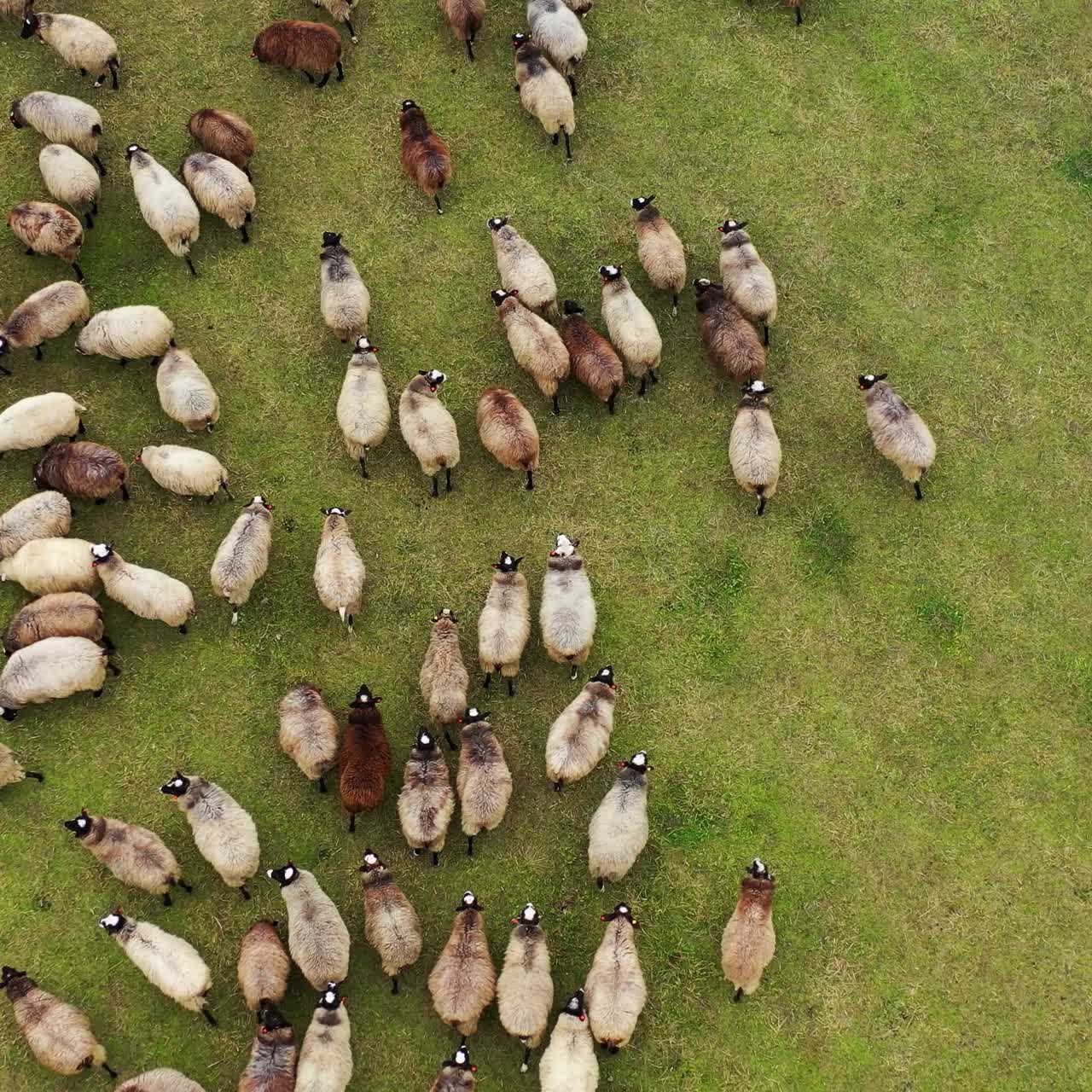 Group of funny fat sheep on field. Herd of domestic animals walking on the meadow. Livestock outdoors. Top aerial view.