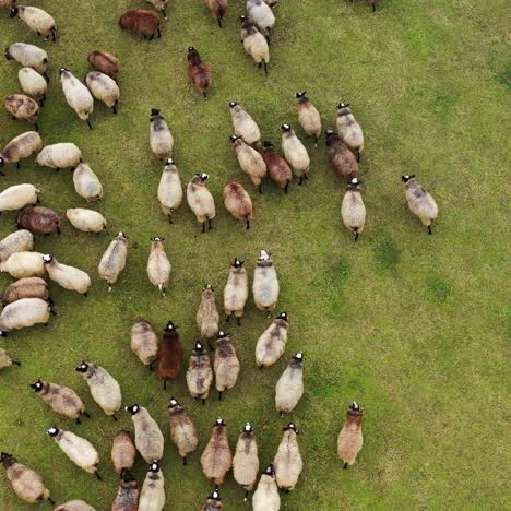group of funny fat sheep on field. herd of domestic animals walking on the meadow. livestock outdoors. top aerial view.