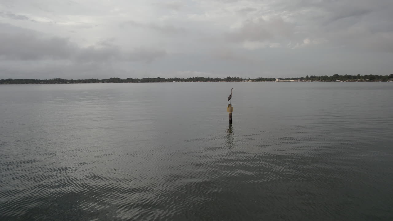 Cinematic drone shot of a great blue heron standing on a pole in a lake