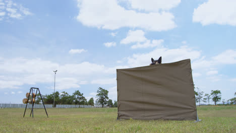 trainer training the shepherd dog in the field 4k