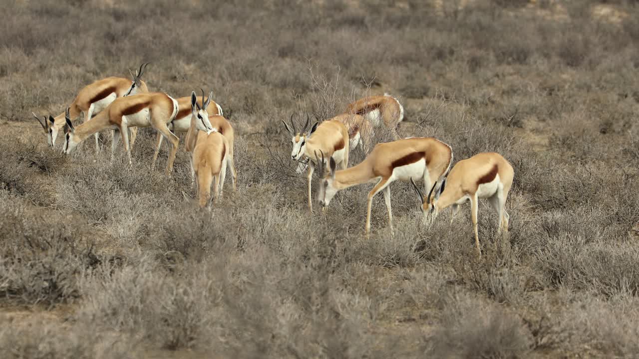 un rebaño de antílopes springbok que se alimentan en el desierto de kalahari, sudáfrica