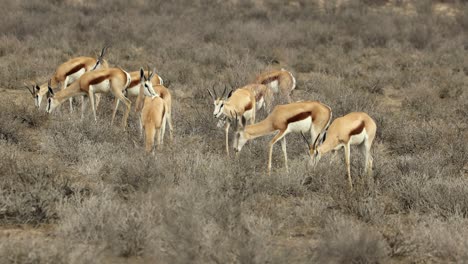 A-herd-of-feeding-springbok-antelopes-,-Kalahari-desert,-South-Africa