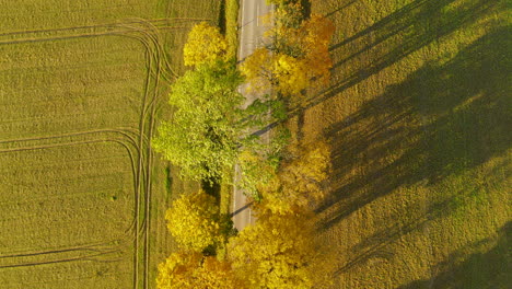 view of colorful autumn trees by the road at rural fields near napromek village in poland