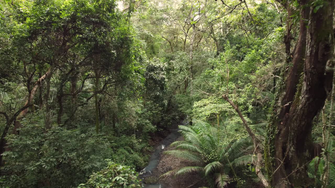 vista frontal de un bosque frondoso con un arroyo de agua fría
