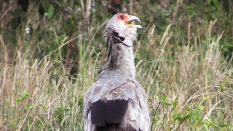 overshoulder view of secretarybird turning head left and right showing its impressing feather headdress, grassland in background, medium shot