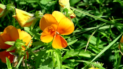 viola clear crystals apricot a hybrid cross viola