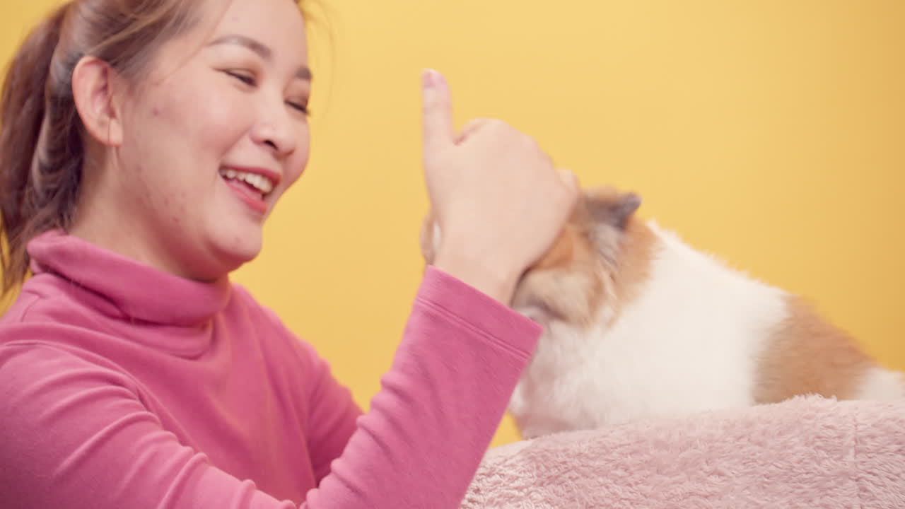 밝은 노란색 배경-7에서 휴식을 위해 치와와 믹스 포메라니안 개와 함께 노는 아시아 여성