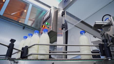 fresh milk poured into bottles. close up of automated process at milk factory