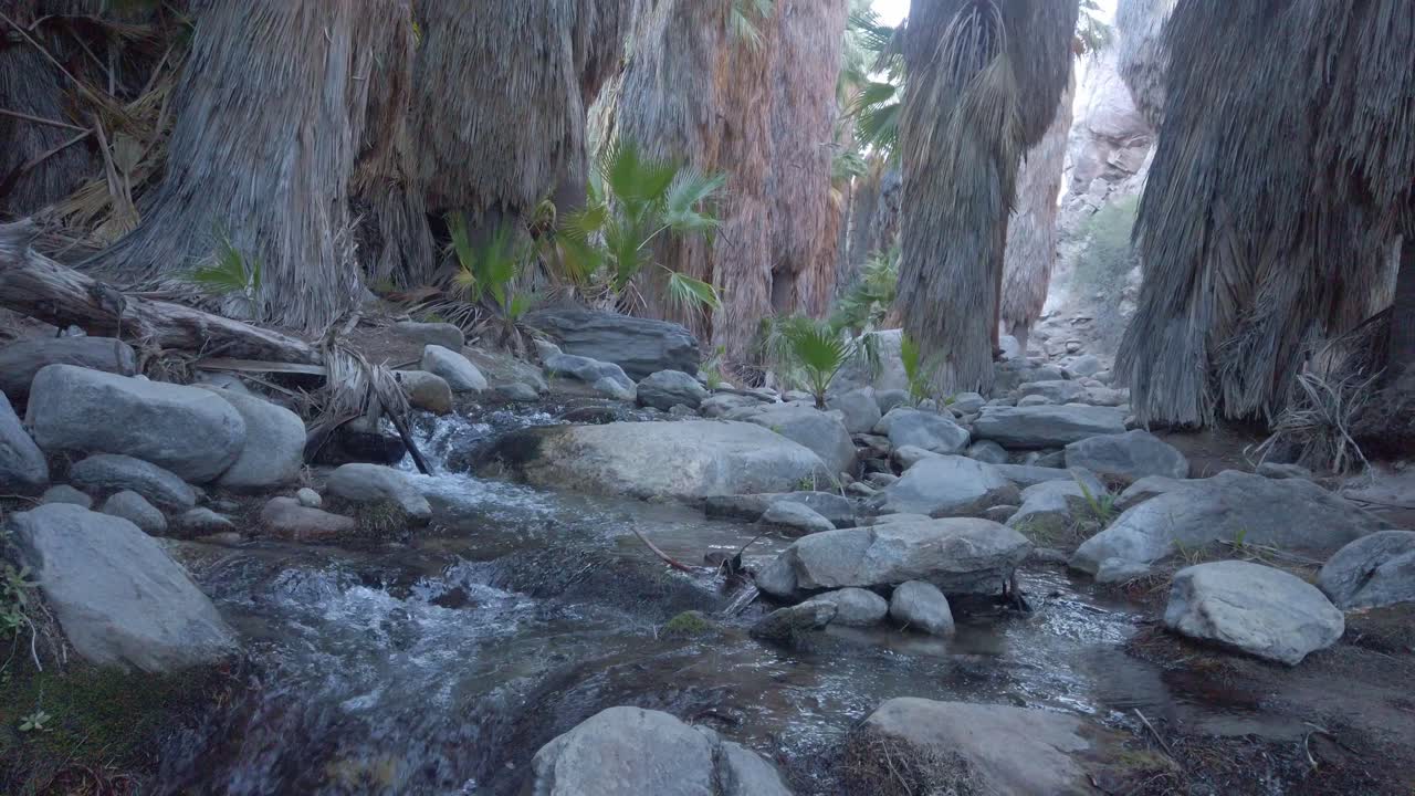 gimbal primer plano de aguas subterráneas dulces que fluyen a través de un bosque de palmeras en el desierto de palm canyon en el sur de california