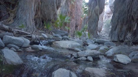 Gimbal-close-up-booming-down-shot-of-fresh-groundwater-springs-flowing-through-a-grove-of-California-fan-palms-at-the-Palm-Canyon-desert-oasis-in-Southern-California