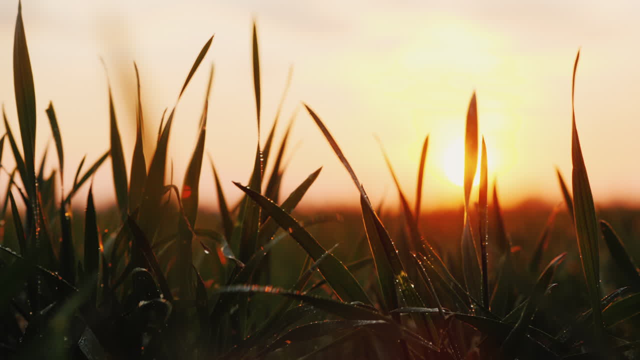 이슬 맺힌 어린 밀싹이 바람에 흔들린다