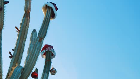 Curacao,-Caribbean-Island---Cactus-Decorated-With-Red-Santa-Claus-Hat-And-Christmas-Balls-Under-The-Clear-Blue-Sky---Close-up-Shot