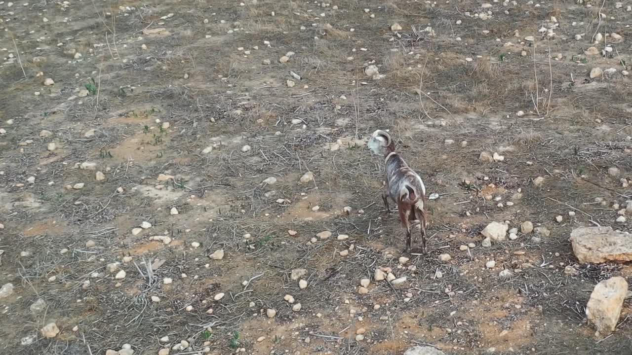 disparo de un dron siguiendo a una cabra deambulando por una ladera seca