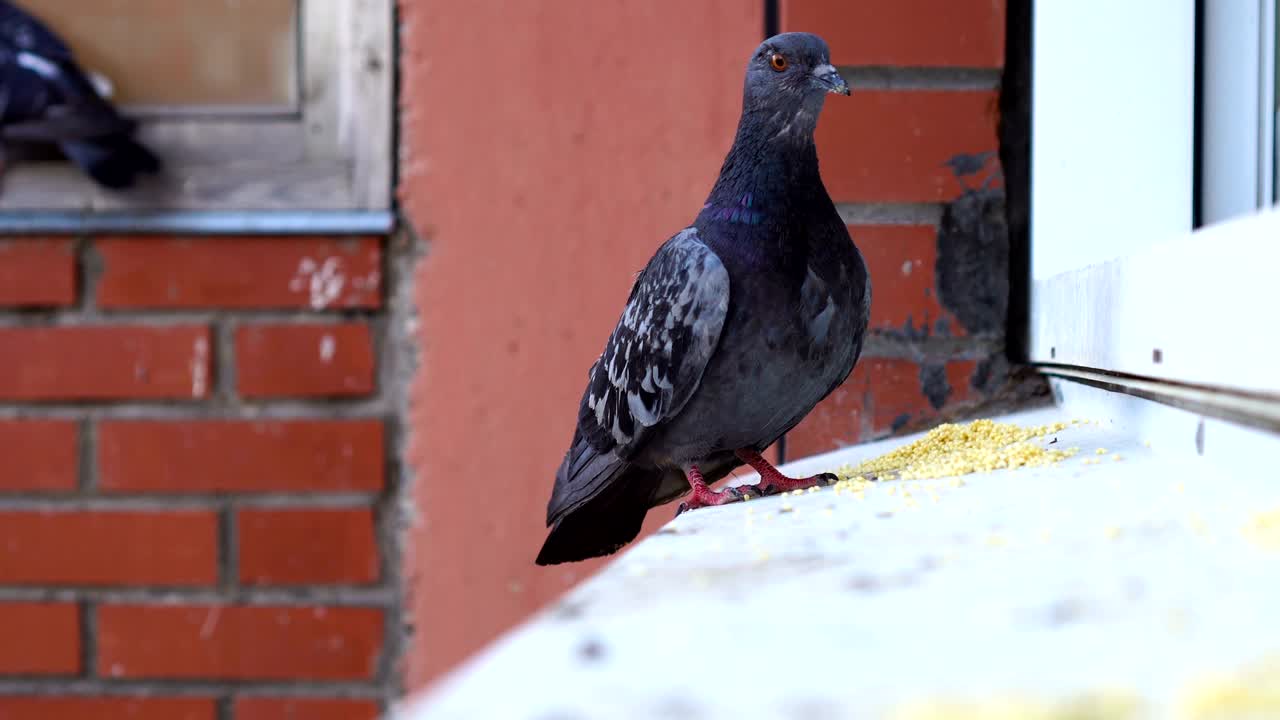 도시 비둘기 비둘기 새는 창문 근처의 창문 위에 있습니다.