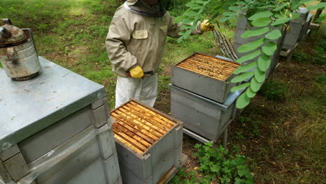 Beekeeper-moves-a-grid-and-shakes-off-the-bees
