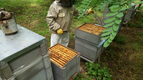 beekeeper moves a grid and shakes off the bees