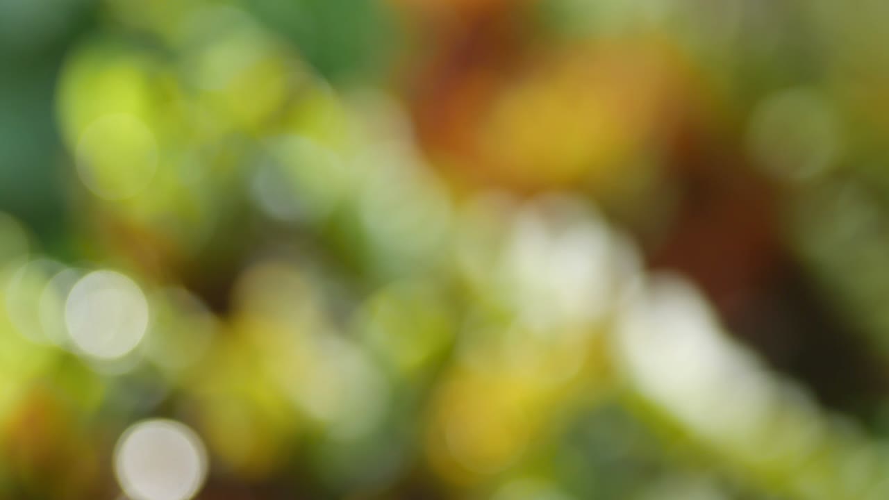 fondo bokeh de color verde