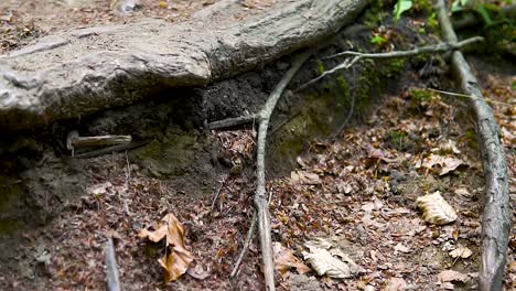 Walking in Forest. Small path and long line