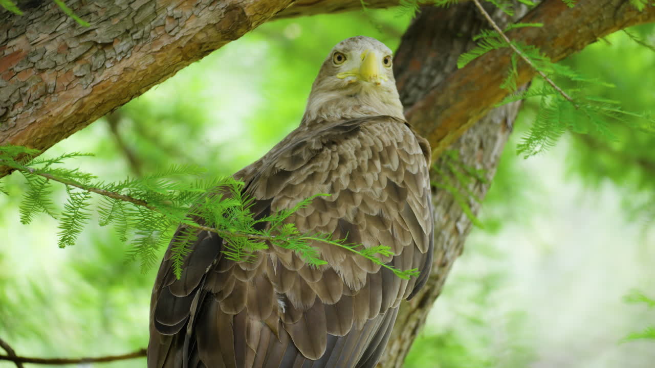 águila de cola blanca - águila marina posada en la rama de un árbol de coníferas mirando a la cámara - vista de cerca desde atrás